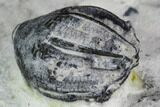 Fossil Crinoid and Brachiopod Plate - Indiana #106300-4